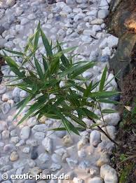 Image result for Pleioblastus fortunei