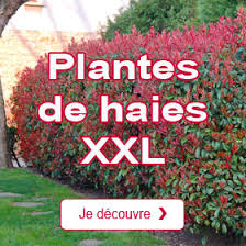 Qnm X0scai80fm