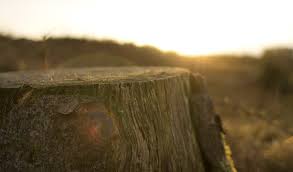 Diy solutions available at our new bug store location in festus missouri! Stump Removal Vs Stump Grinding St Louis Tree Care Services