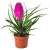 Un espacio simple cobra vida con una maceta y una bonita planta que enriquezca el espacio con su color y en algunos casos, con sus propiedades. 3