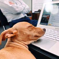 I know it wasn't you, but if you suspected me, why did you bother fighting those monitors working for my dad? Don T Bother Me I M Working Aww