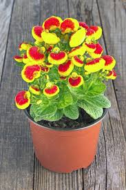 Image result for Calceolariaceae