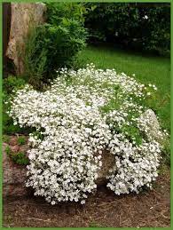 1000 White Baby S Breath Covenant Garden Etsy Flowers Perennials Gypsophila Elegans Babys Breath Flowers