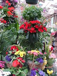 The best of fern, straight to your inbox. European Baskets Flower Baskets Potted Flowers Columbia Lexington Irmo West Columbia Jarrett S Jungle