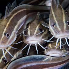 Catfish is a term that refers to a person who pretends to be someone that he is not online. Catfished Could It Happen To You 9 Signs To Watch Out For Teen Vogue