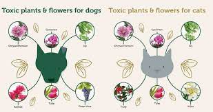 Maybe you would like to learn more about one of these? Video 21 Plants Your Pet Friendly Customers Will Want To Avoid Gcr
