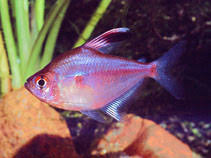 Bleeding heart tetras (hyphessobrycon erythrostigma) are a small species of fish that are most notable because of the red spot where their heart is, which is also how they get their name. Hyphessobrycon Erythrostigma Bleeding Heart Tetra Aquarium