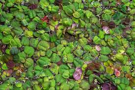 Image result for Phyllanthus confusus