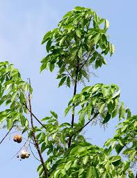 Image result for Hevea brasiliensis