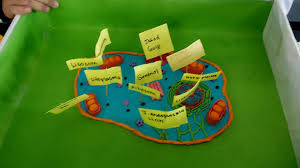 ▪ struktur sel haiwan ▪ struktur sel tumbuhan ▪. Idea P P Sains Projek Model Sel Haiwan Dan Sel Tumbuhan