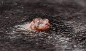 Warts On Dogs The Complete Guide For Dog Owners
