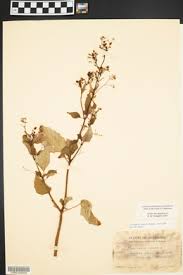 Image result for Boerhavia erecta