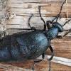 Identifying the pest correctly is the first step in the new england pest removal process. Https Encrypted Tbn0 Gstatic Com Images Q Tbn And9gcrc6hllvph Vqw Kemu5ikrmlvxohgdcedcm2iykordypp6jsq8 Usqp Cau