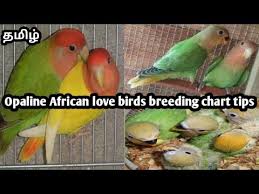 Opaline African Lovebirds Breeding Chart Tips In Tamil