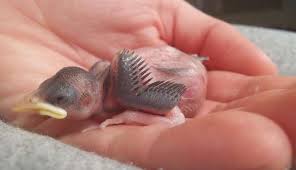 The crop lies on the outside of the neck. Newborn Baby Bird Newborn Baby