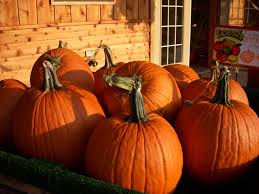 Our market is packed with fresh fruits & vegetables, pies & pastries from our bakery, jams, apple cider. Chiles Peach Orchard