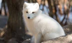 Arctic foxes are threatened by the fur trade and diseases caught from domestic dogs. Arctic Fox Stone Zoo