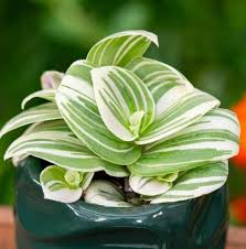 Image result for Tradescantia