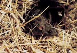 Auch an gelben säcken hinterlassen ratten im keller oder garten entsprechende nagespuren. Ratten Im Garten Oder Haus Ratgeber Wildtiere Publikationen Unsere Geschichten Vier Pfoten In Deutschland