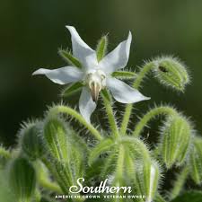 Image result for Borago