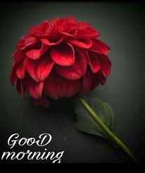 Thank You I M Up Good Morning Flowers Good Morning Beautiful Flowers Good Morning Gif