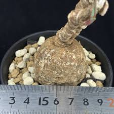 Image result for Euphorbia eranthes