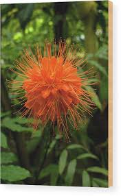 I was lucky to visit this incredible show again this year. Flower From A Brownea Macrophylla Tree Wood Print By Pete Starman