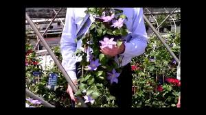€ 16,60 evison clematis, waldrebe boulevard® 'chelsea' tm zarter und kleiner geht es kaum noch. Clematis Zara Raymond Evison Clematis By Overdevest Nurseries Youtube