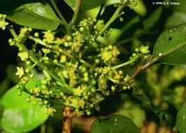 Image result for Burseraceae