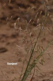 Image result for Elytrophorus spicatus