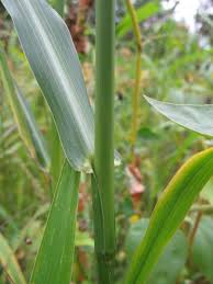 Image result for Echinochloa frumentacea