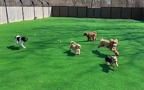 At 4 paws pet resort, we dedicate ourselves to providing the best pet resort options for pets and pet owners of the mesa, az community. The Four Paws Resort Reviews Facebook