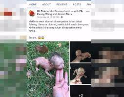 Ia diwakili oleh sejumlah besar spesies. Polis Nafi Berita Haiwan Aneh Di Hutan Pahang