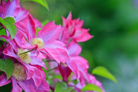 Image result for Clematis costata