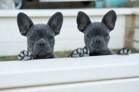 Only guaranteed quality, healthy check out our fantastic french bulldog puppies for sale, from the finest breeders, and you can't help but fall in love. Country Farm Frenchies