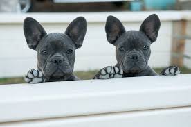 The french bulldog also affectionately known as, the frenchie, frenchie puppies, appeared during the 19th century in nottingham, england as a smaller version of the english bulldog and is often referred to as the toy english bulldog. Country Farm Frenchies