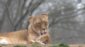 Lion | Smithsonian's National Zoo and Conservation Biology Institute