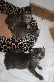 Find a lonely kitten a home. A Sack Of Bobcat Kittens Zooborns