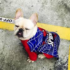 super hero frenchie costumes spiderman superhero french