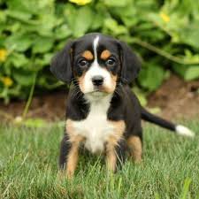 They are chunky, cuddly and so friendly having been raised in our family home. Greater Swiss Mountain Dog Mix Puppies For Sale Greenfield Puppies
