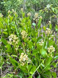 Image result for Oncocalyx bolusii