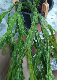 Image result for Huperzia bampsiana