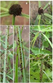 Image result for Cyperus hemisphaericus