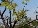 Image result for Commiphora mossambicensis
