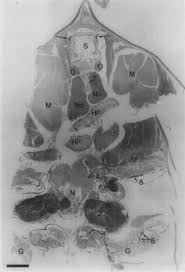 Image result for Cyperus longicarpus