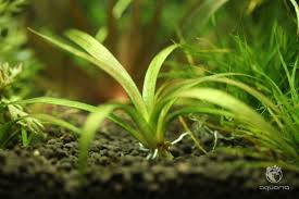 Image result for Fuirena sagittata