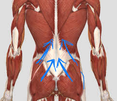 The big buttock muscle (gluteus maximus musculus), the middle buttock the front squat is a very suitable exercise to train your gluteal muscles. A Real Pain In The Butt Massage For Doers