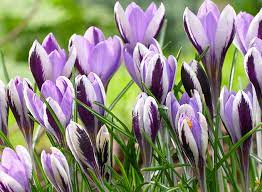 Our easter plants collection is sure to add color to your holiday. 16 Of Our Favorite Easter Plants Flowers English Gardens