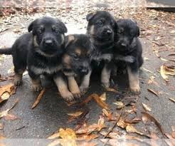 Browse and share the top german shepherd puppies in charlotte gifs from 2020 on gfycat. View Ad German Shepherd Dog Litter Of Puppies For Sale Near North Carolina Charlotte Usa Adn 229666