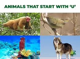 The game area will show up, that has the list (to the left) of players in the game. Animals That Start With U Listed With Pictures Facts Az Animals